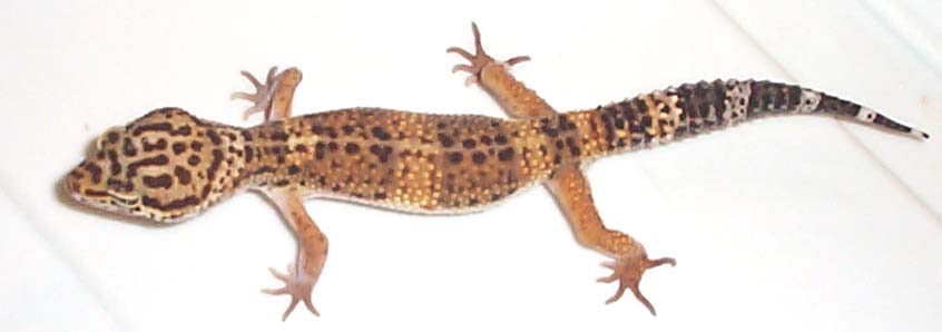 Leo1