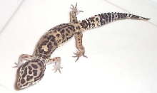 leo2