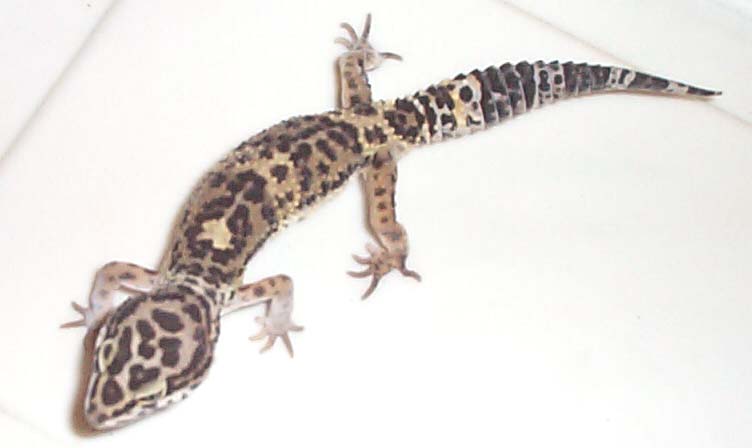 leo2