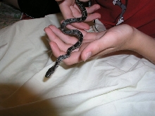 My wild caught little black rat snake