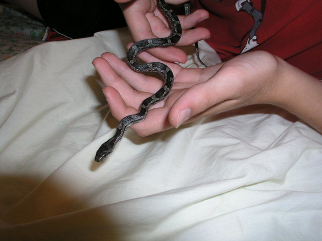 My wild caught little black rat snake