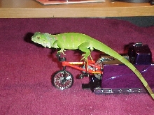 harley going for a ride