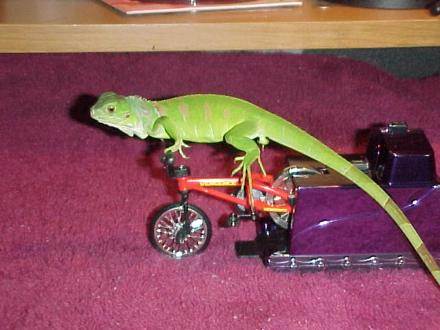 harley going for a ride