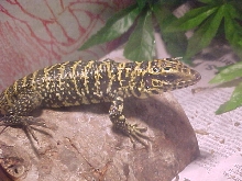 golden tegu