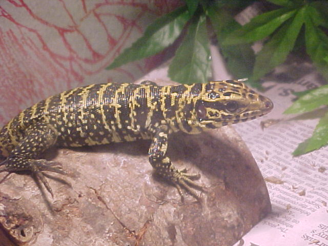 golden tegu