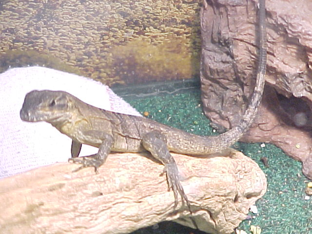 my new spiny tail iggy