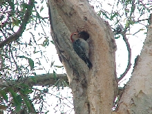wood pecker (florida)