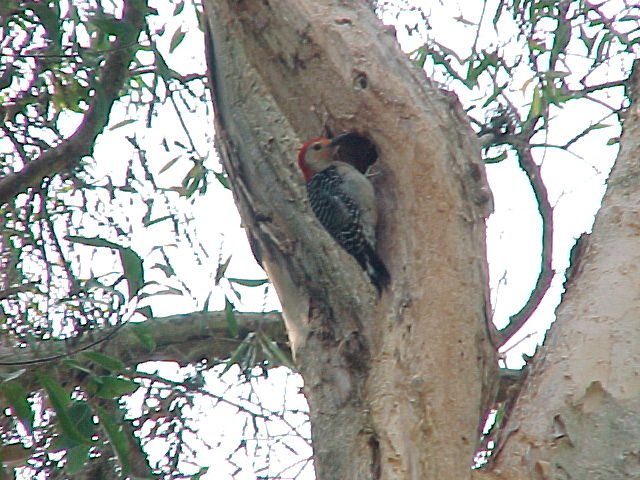 wood pecker (florida)