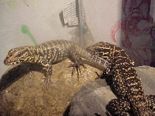my new tegu