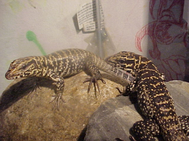 my new tegu