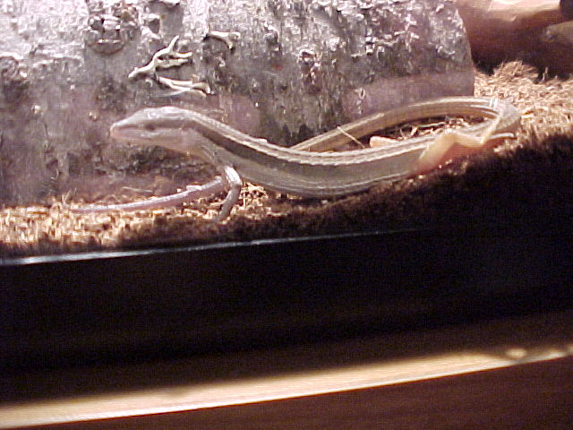 long tail lizard