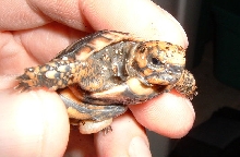 Baby Pancake