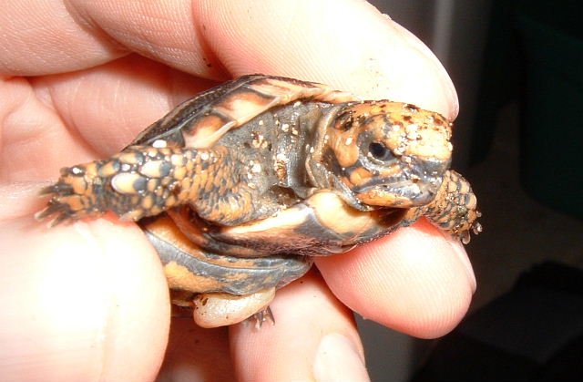 Baby Pancake