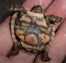 Baby Pancake