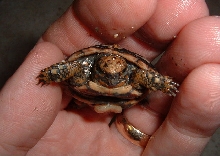 Baby Pancake