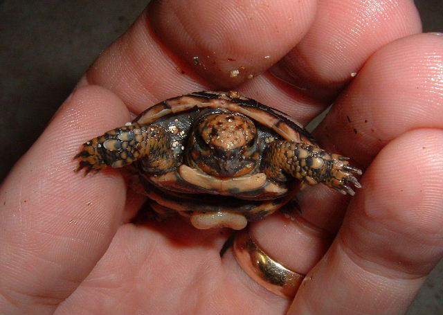 Baby Pancake
