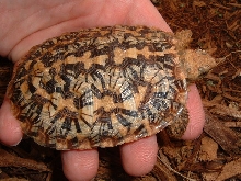 pancake