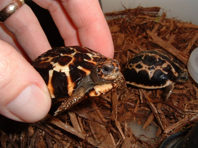 planicauda