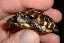 planicauda2004