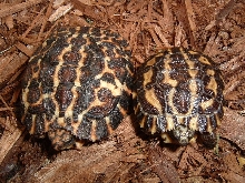 planicaudaX2