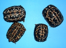 Pyxis2