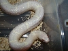 Albino Eastern King