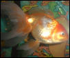 this is knucklehead((: