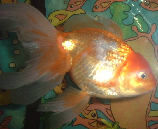 this is knucklehead((: