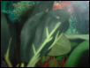 corydoras-fry
