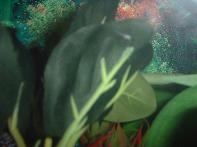 corydoras-fry