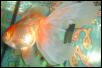 Long Tail((: