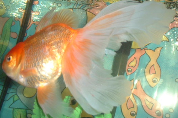 Long Tail((: