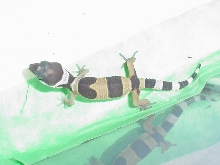 Baby Pogo