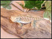 Koopa