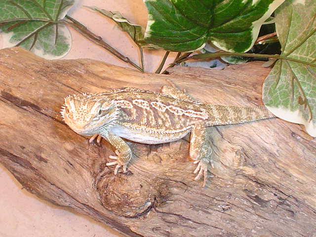 Koopa