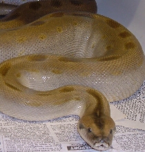 green burm