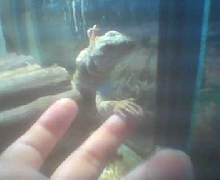 chuckwalla shaking my hand