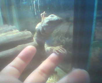 chuckwalla shaking my hand