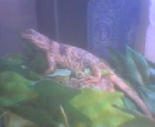 chuckwalla shaking my hand