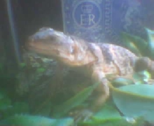 cuckwalla lazing around