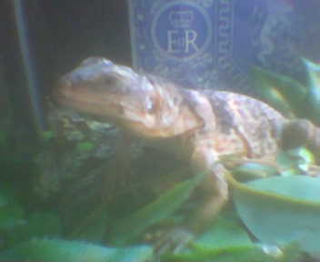 cuckwalla lazing around