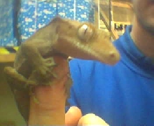 crested gecko