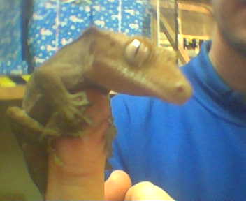 crested gecko