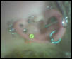 ear 2