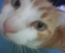 arg.. a camera phone...