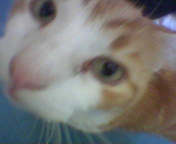 arg.. a camera phone...