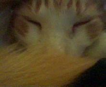 Jasper
