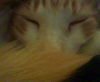 Jasper