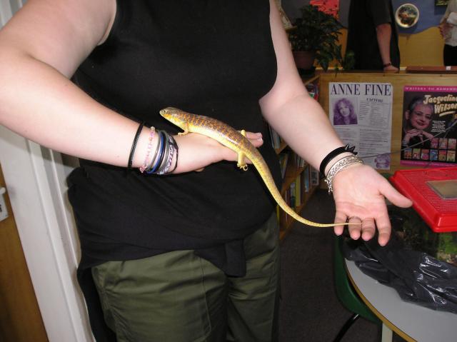 my berber skink