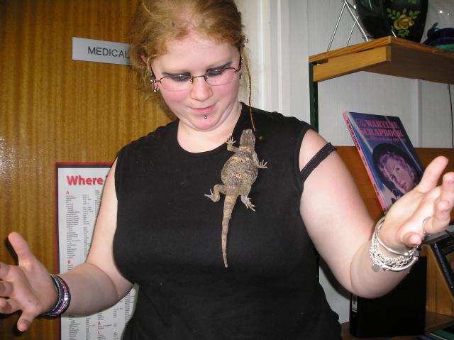 Chuckwalla